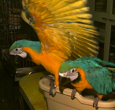 2004 macaws
