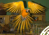 flying macaw