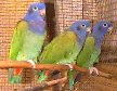 blue-headed pionus family